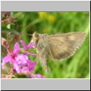 Autographa gamma - Gammaeule 05.jpg